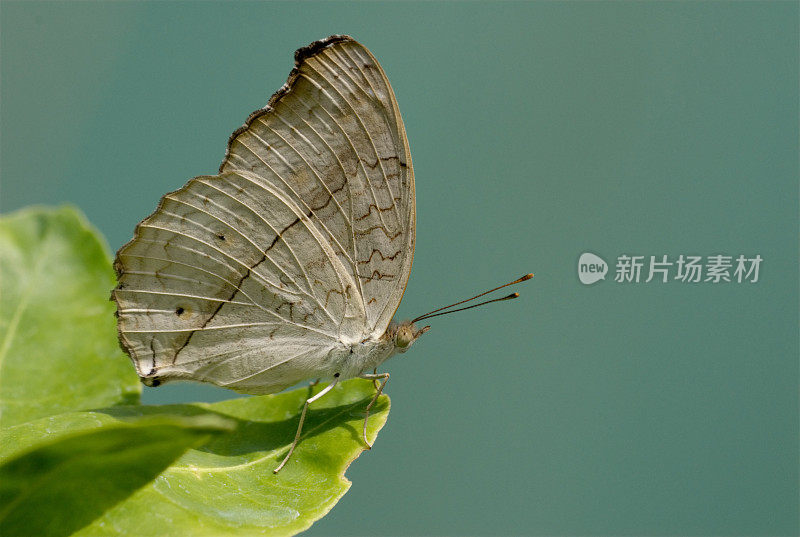 灰色三色堇(Junonia atlites)曼谷，泰国